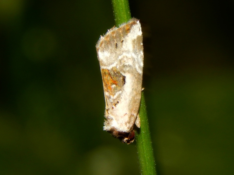 Richiesta ID (Noctuidae?) - S: Elaphria venustula